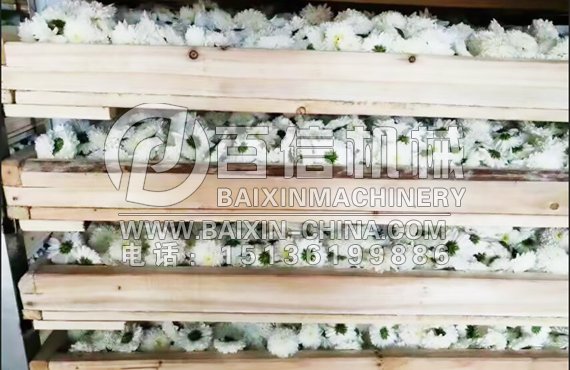 杭白菊烘干效果